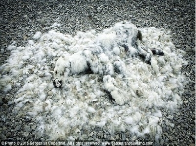 Khí hậu biến đổi, gấu trắng Bắc cực dần trở thành đống xương khô xơ xác