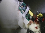 Trung Quốc: Biến chuột sống thành cyborg, trí tuệ tăng vượt trội
